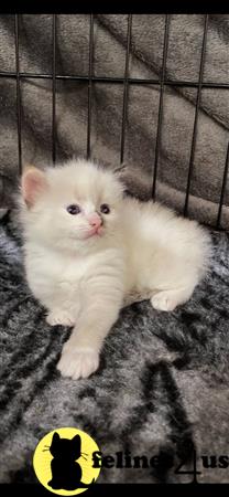 Ragdoll kitten for sale