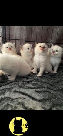 Ragdoll kitten for sale