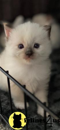 Ragdoll kitten for sale