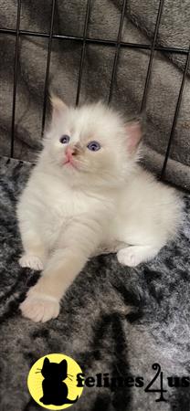 Ragdoll kitten for sale