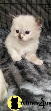 Ragdoll kitten for sale