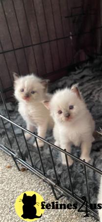 Ragdoll kitten for sale