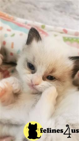 Ragdoll kitten for sale