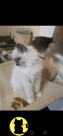 Ragdoll kitten for sale