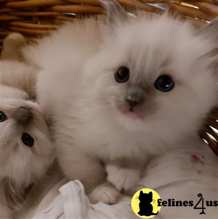 Ragdoll kitten for sale