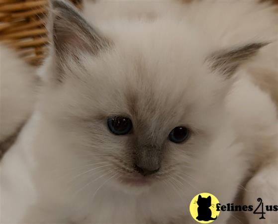 Ragdoll kitten for sale