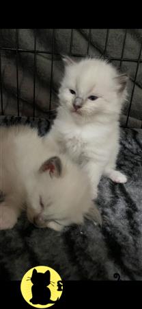 Ragdoll kitten for sale