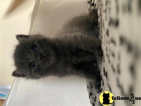 Russian Blue kitten for sale