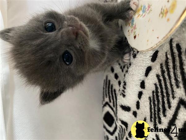 Russian Blue kitten for sale