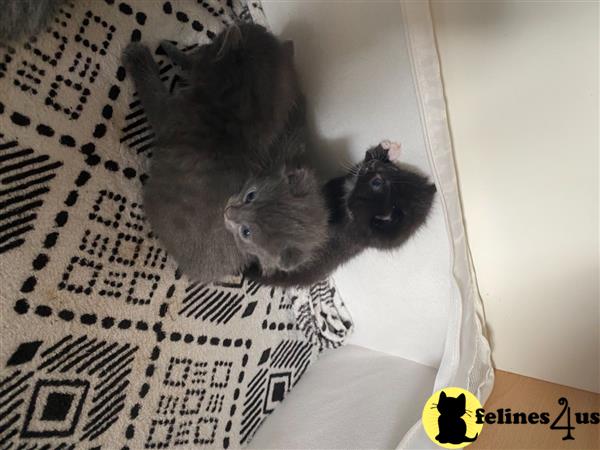 Russian Blue kitten for sale