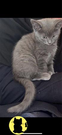 Russian Blue kitten for sale