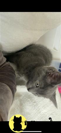 Russian Blue kitten for sale