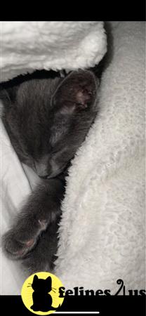 Russian Blue kitten for sale