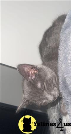 Russian Blue kitten for sale