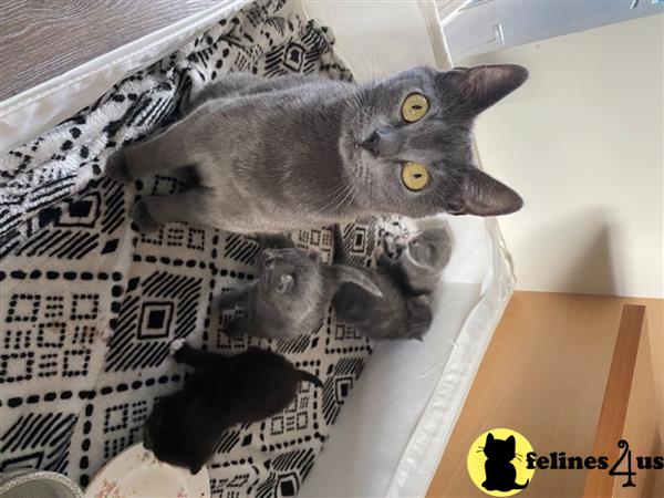 Russian Blue kitten for sale