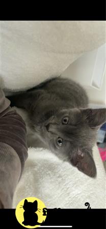 Russian Blue kitten for sale
