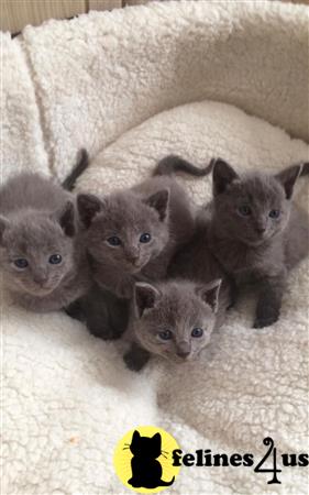 Russian Blue kitten for sale