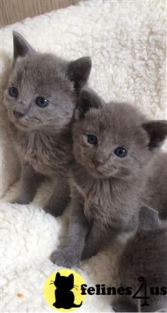 Russian Blue kitten for sale