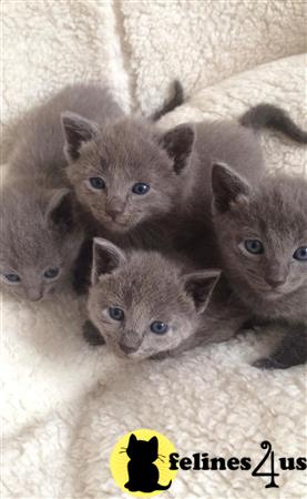 Russian Blue kitten for sale