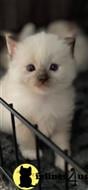 ragdoll kitten posted by kisscats90
