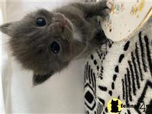 russian blue kitten posted by kisscats90