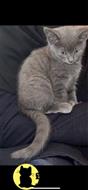 russian blue kitten posted by kisscats90