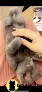 russian blue kitten posted by kisscats90