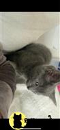 russian blue kitten posted by kisscats90