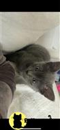 russian blue kitten posted by kisscats90