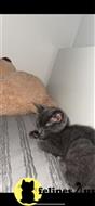 russian blue kitten posted by kisscats90