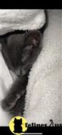 russian blue kitten posted by kisscats90