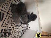 russian blue kitten posted by kisscats90