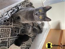 russian blue kitten posted by kisscats90