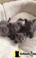 russian blue kitten posted by kisscats90