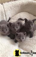 Russian Blue