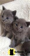 russian blue kitten posted by kisscats90