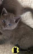 russian blue kitten posted by kisscats90
