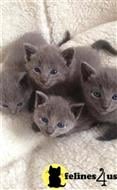 russian blue kitten posted by kisscats90