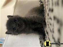 russian blue kitten posted by kisscats90