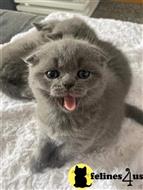 scottish fold kitten posted by kisscats90