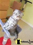 scottish fold kitten posted by kisscats90