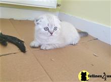 scottish fold kitten posted by kisscats90