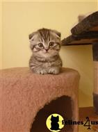 scottish fold kitten posted by kisscats90