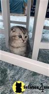 Scottish Fold