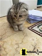 Scottish Fold