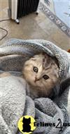 Scottish Fold