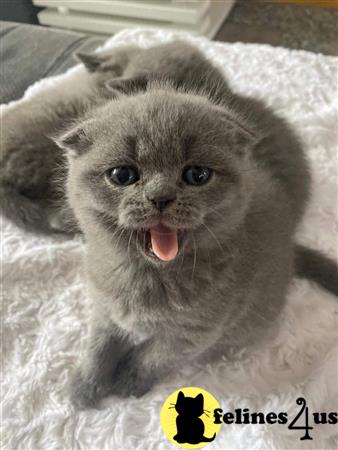 Scottish Fold kitten for sale