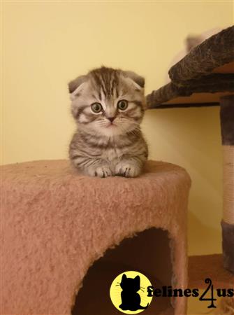 Scottish Fold kitten for sale