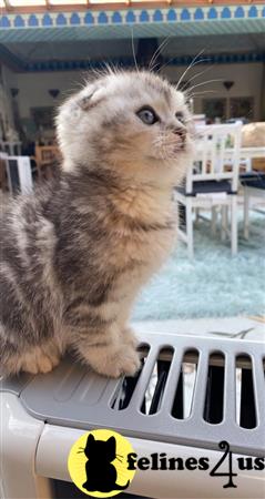 Scottish Fold kitten for sale