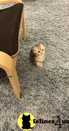 Scottish Fold kitten for sale